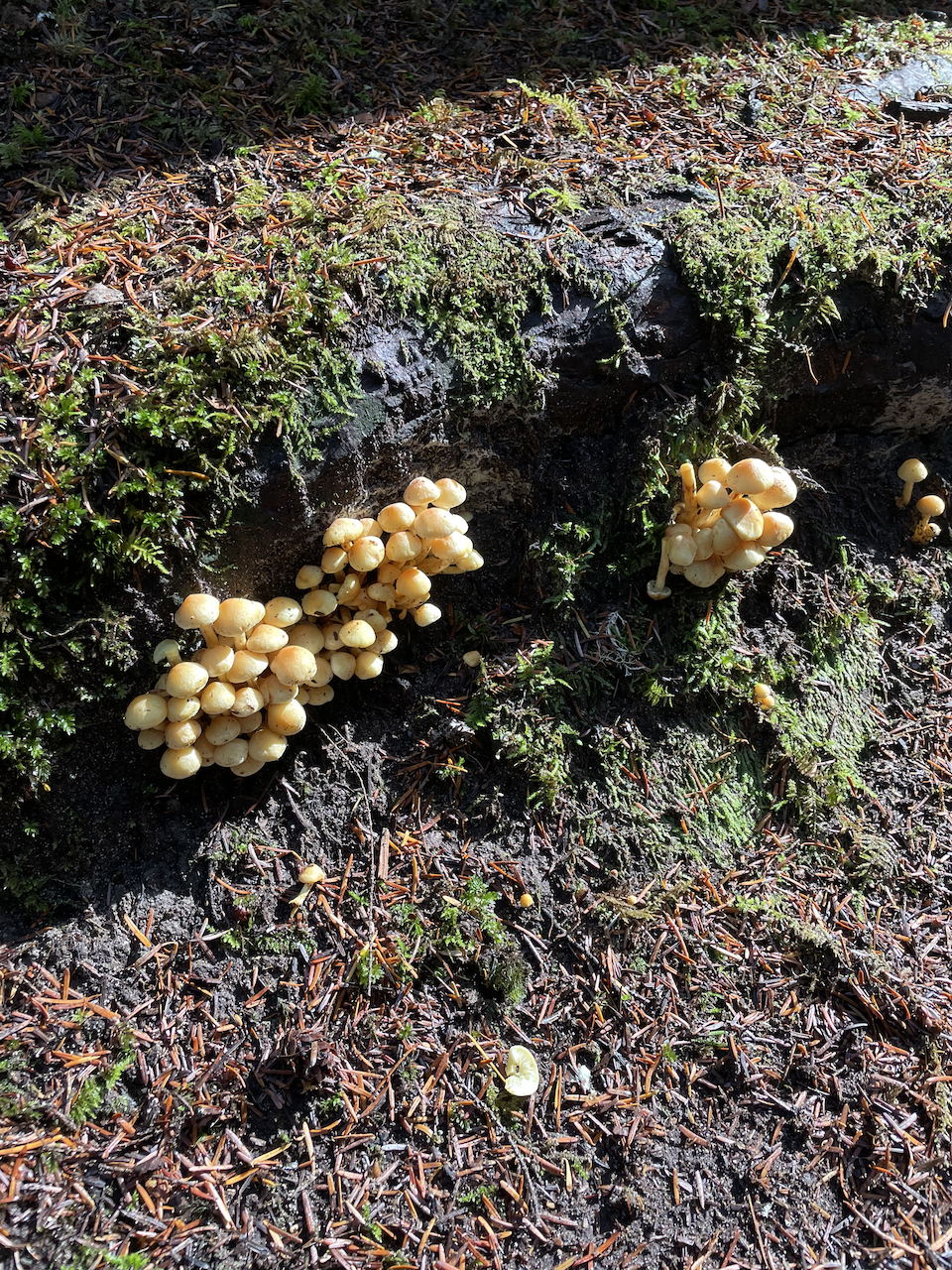 Attention Mushroom Fantatics